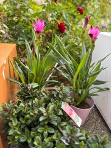 Promotion plantes fleuriste