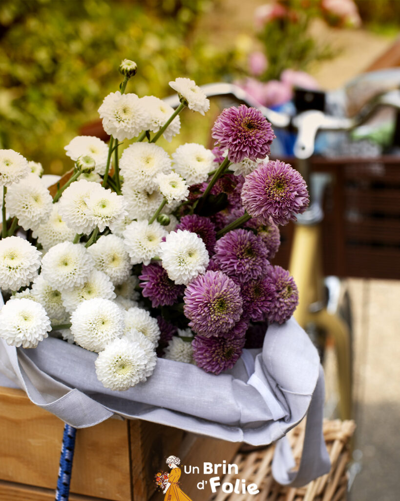 je sélectionne avec soin mes chrysanthèmes locaux, et j’ai besoin de vous pour choisir : préférez-vous des variétés originales et surprenantes, ou plutôt des classiques