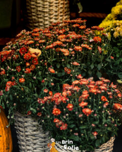 Chrysanthèmes Toussaint, fleurs Toussaint, production locale Niort, Moinet, fleuriste