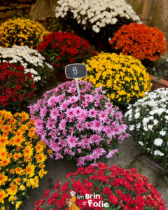 Chrysanthèmes fleurs de la Toussaint disponibles en boutique de Lezay